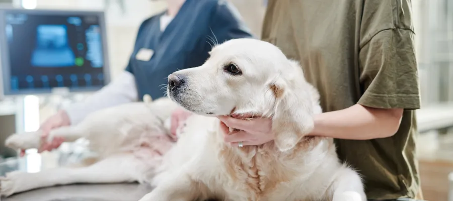 SEO para clínicas veterinarias